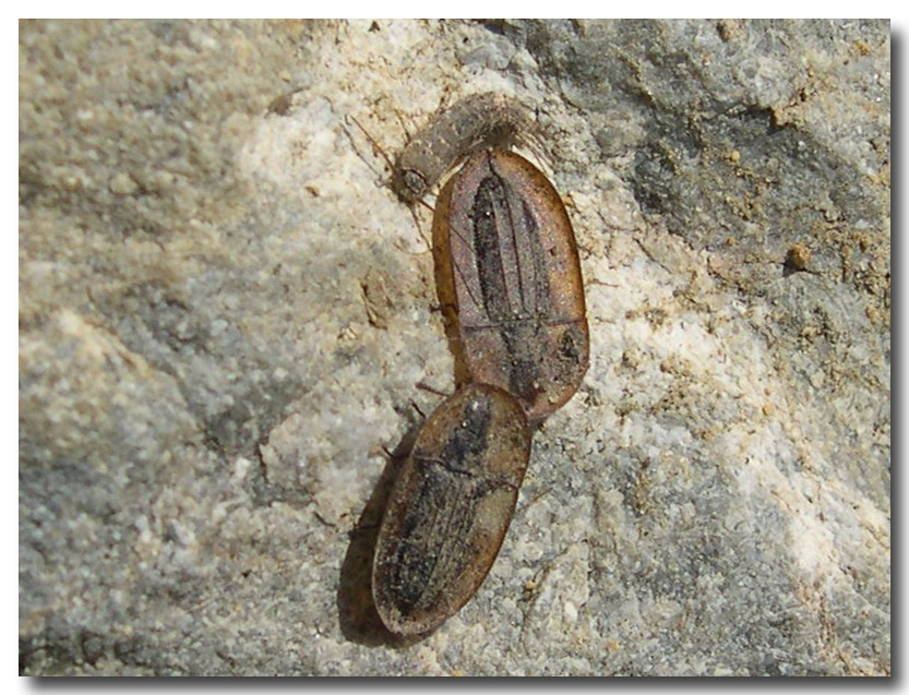 Cossyphus moniliferus, lo stranissimo Tenebrionidae